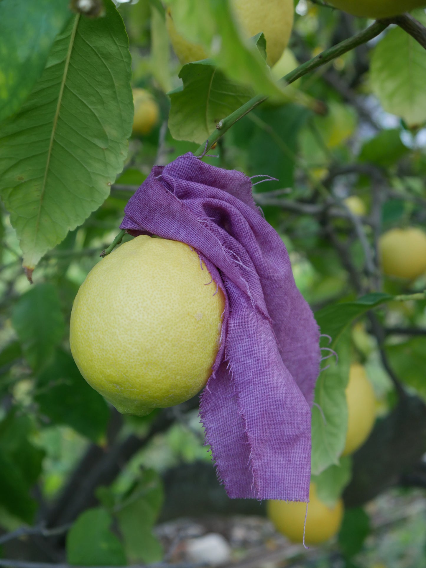 כרית עיניים אינדיגו תכלת
