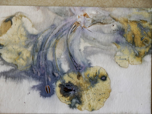 הדפסה בוטנית בין מדגסקר לישראל